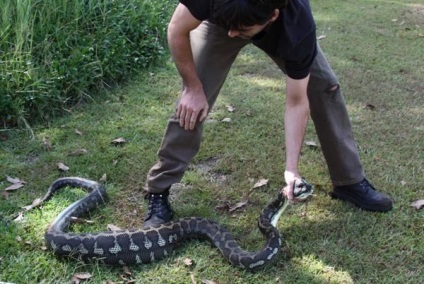 Python a mâncat un catelus