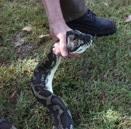 Python a mâncat un catelus