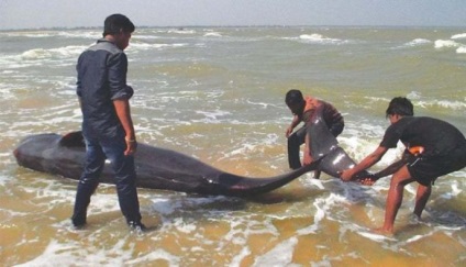 De ce delfinii și balenii comit sinucideri în masă