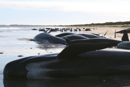 Miért végeznek tömeges öngyilkosságot a bálnák?
