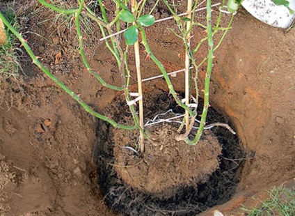 De ce nu crește trandafirul după plantare și ce ar trebui să fac?