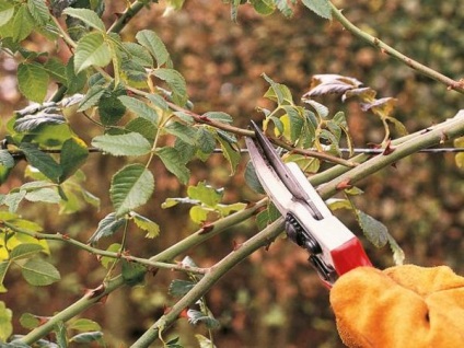 De ce nu crește trandafirul după plantare și ce ar trebui să fac?