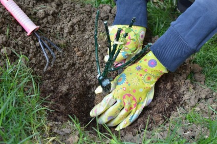 De ce nu crește trandafirul după plantare și ce ar trebui să fac?