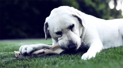 De ce câinii le place să muste o fotografie de ce câinii le place să găsească oasele despre animale