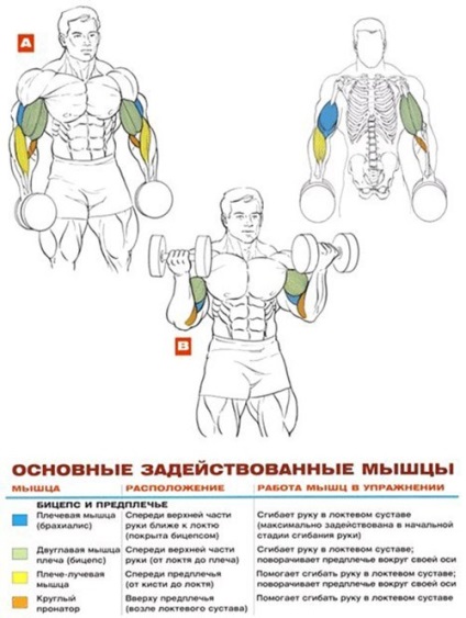 Ridicarea ganterelor pe bicepsul în picioare complex de exerciții eficiente