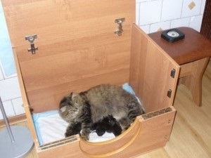 Pregătirea unui loc pentru nașterea unei pisici
