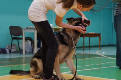 Spectacol de câine la expoziție - Ciobănesc estic european