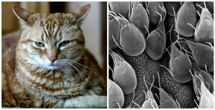Diareea la cauzele principale ale pisicii gravide, primul ajutor, tratamentul, animalele acasă