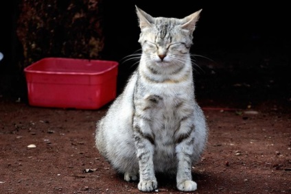 Diareea la cauzele principale ale pisicii gravide, primul ajutor, tratamentul, animalele acasă