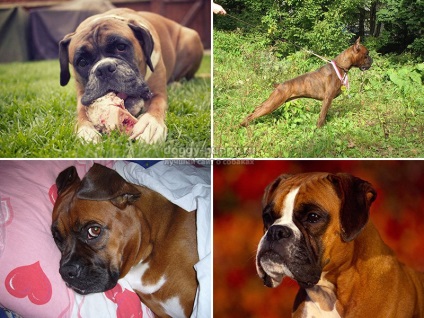 Breed boxer fotografie, descriere și preț