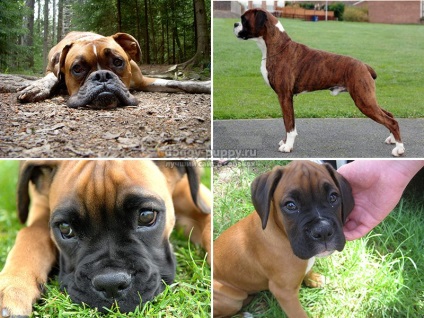 Breed boxer fotografie, descriere și preț