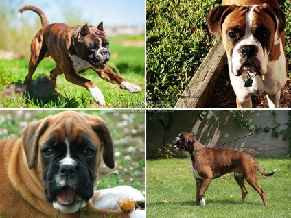 Breed boxer fotografie, descriere și preț