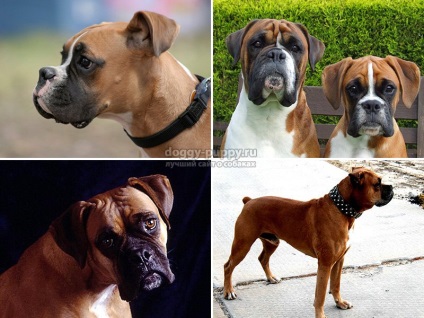 Breed boxer fotografie, descriere și preț