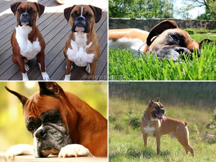 Breed boxer fotografie, descriere și preț