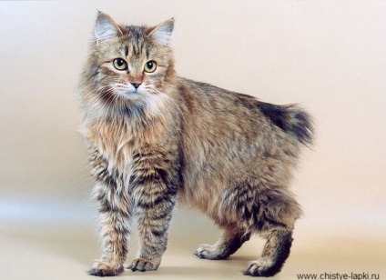 Rasa de pisici bobtail - istorie, specie, descrierea rasei, hrană și îngrijire