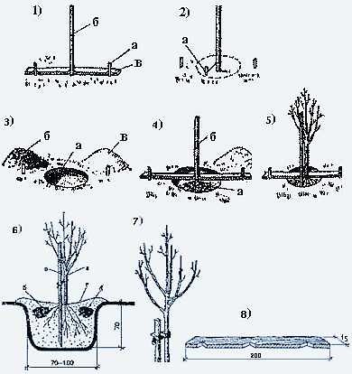 Plantarea pomilor fructiferi