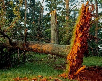 Deteriorarea sistemului radicular al unui copac poate provoca moartea acestuia