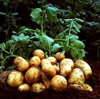 Reguli pentru cultivarea cartofilor prin metoda de la