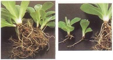 Primula terem - otthoni gondozást, növekvő