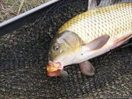 Problema coborârii peștilor este pescuitul de crap în Ucraina