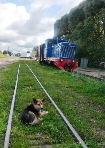 Kockás „ext” Tigoda a tó körül most nem adja át, nem adja át