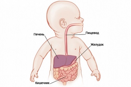 Hernia ombilicală la nou-născuți și tactici de tratament în caz de boală