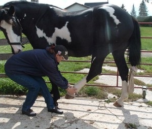 Lucrul cu cai în Spania