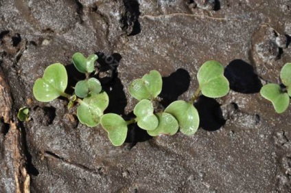 Rădăcina rustling metode eficiente de cultivare