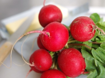 Radish radicular f1- favorit printre hibrizi olandezi