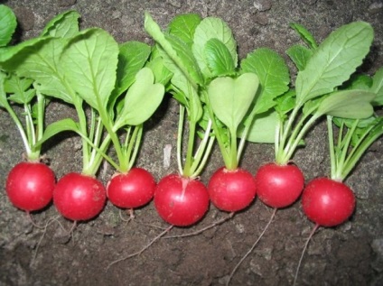 Radish radicular f1- favorit printre hibrizi olandezi