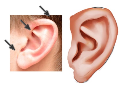 Desenează urechi realiste în Photoshop