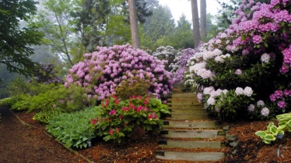 Plantarea și îngrijirea Rhododendron