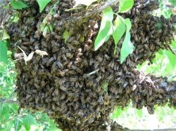 Poluarea albinelor - agroxxi