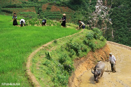 Sapa Vietnam - rizs teraszok, hegyi tájak és népek - utazás rinochkoy