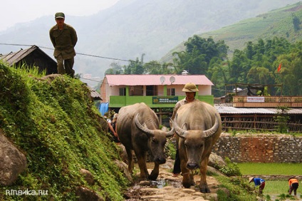 Sapa Vietnam - rizs teraszok, hegyi tájak és népek - utazás rinochkoy