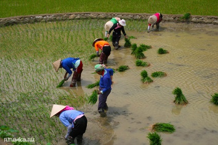 Sapa în Vietnam - terase de orez, peisaje și oameni de munte - călătorește cu rinochka