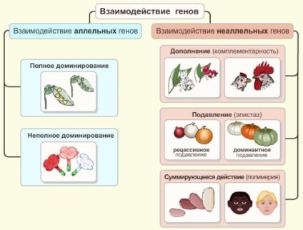 Site-ul profesorilor de biologie mbu Lyceum № 2 din orașul Voronej