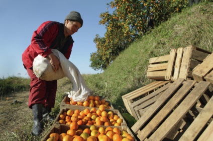 Colecție de mandarine în Abhazia, un călător plăcut