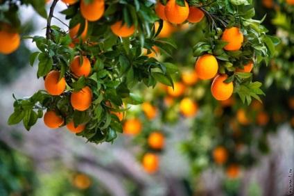 Colecție de mandarine în Abhazia, un călător plăcut