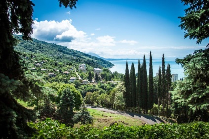 Colecție de mandarine în Abhazia, un călător plăcut