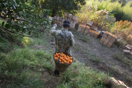 Colecție de mandarine în Abhazia, un călător plăcut