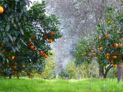 Colecție de mandarine în Abhazia, un călător plăcut