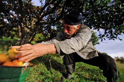 Gyűjteménye mandarin Abháziában, egy jó utazó