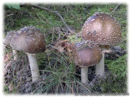 ehető toadstools