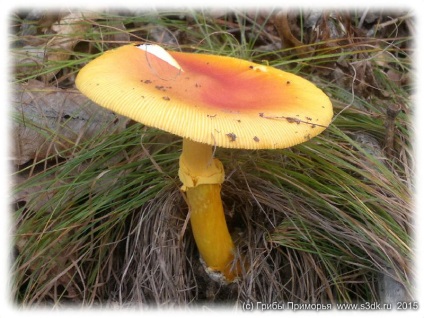 ehető toadstools