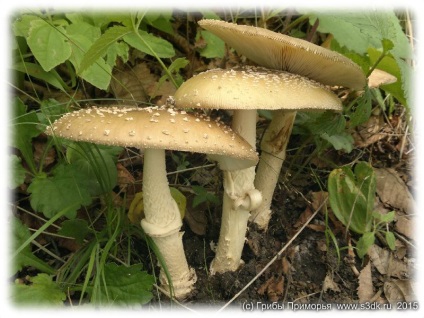 ehető toadstools