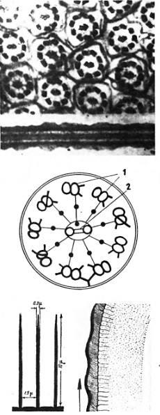 Secretele tractului respirator