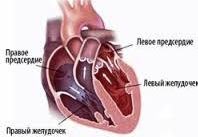 Inima și sistemul circulator