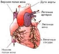 Inima și sistemul circulator