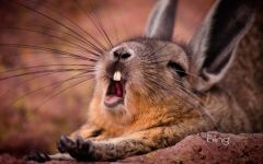 Chinchillas, cum să crească ovăz pe pervazul unei chinchilla, o cutie, un strat de drenaj, un sol de grădină,